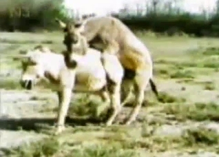Watching sexy animals in their natural habitat