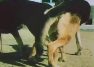 Impressive showcase of sexy dogs
