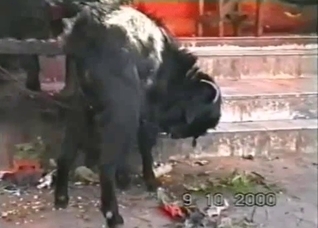 Extremely hot solo animal action