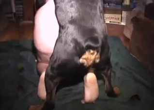 Fat old gay dude fucked by a dog