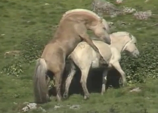 Watch animals fuck each other hard