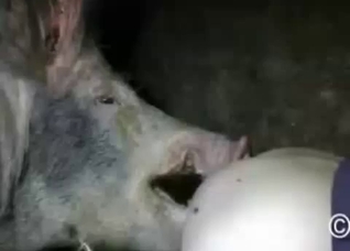 Perfect fuck-fest in a fucking barn