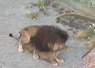 Lions fucking like crazy outdoors