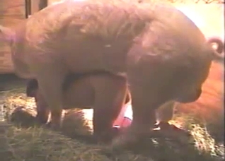 That pig really wants to FUCK HARD