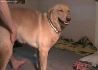 Thick doggo getting nailed from behind