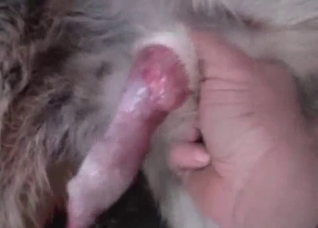 Dude furiously jerking that furry boner