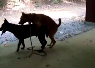 Two dogs fucking like crazy outdoors