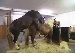 Two horses fuck like crazy, enjoy