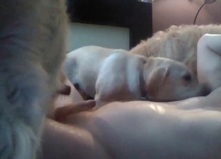 Sexy dog showing its carnal skills
