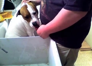 Dude fucking his nasty dog's face