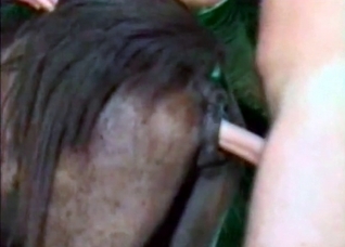 Dude violently fucking a hung horse