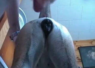 Dude fucking his obedient pet