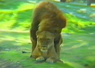 Lioness takes her horny lion's big cock