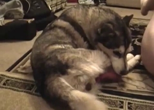 Extreme amateur fucking with animals