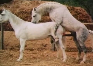 Two white horses fucking outdoors